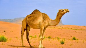 Os camelos são animais extremamente adaptados e inteligentes (Imagem: Shengyong Li | Shutterstock)