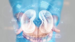 O câncer de rim pode avançar sem sintomas nos estágios iniciais (Imagem: Marko Aliaksandr | Shutterstock)