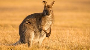 Os cangurus são considerados símbolos da fauna australiana (Imagem: Nathan White Images | Shutterstock)