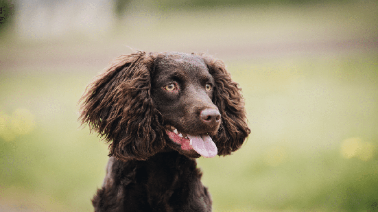 O cão d'água americano é um animal inteligente, amigável e que gosta de agradar as pessoas (Imagem: Samantha Van Buren | Shutterstock)
