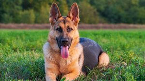 Para cães com o perfil protetor, o ideal é escolher um nome que transmita força e segurança (Imagem: Barat Roland | Shutterstock)