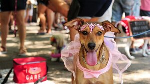 Acessórios adequados, hidratação reforçada e respeito aos limites de cada animal são fundamentais para curtir a festa (Imagem: 
Cintia Erdens Paiva | Shutterstock)