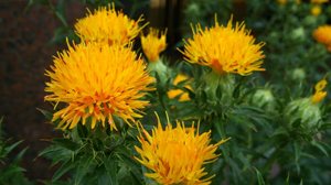 O cártamo contém ácido linoleico, um tipo de ômega 6 que o corpo humano não consegue produzir sozinho (Imagem: Shingo76Misumaru | Shutterstock)