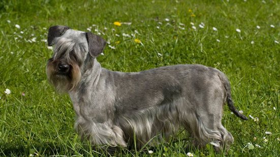 Calmo e gentil, o cesky terrier é um ótimo cachorro de companhia (Imagem: Dora Zett| Shutterstock)