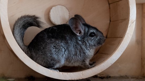 As chinchilas são animais cheios de particularidades (Imagem: Irina Vasilevskaia | Shutterstock)