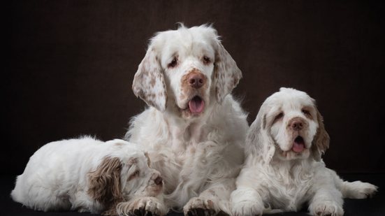 O clumber spaniel chama atenção pelo corpo alongado, baixo e robusto (Imagem: Anna Averianova | Shutterstock)