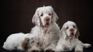 O clumber spaniel chama atenção pelo corpo alongado, baixo e robusto (Imagem: Anna Averianova | Shutterstock)
