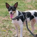 Escolher a coleira certa permite que os pets explorem o ambiente sem desconfortos (Imagem: oasisamuel | Shutterstock)