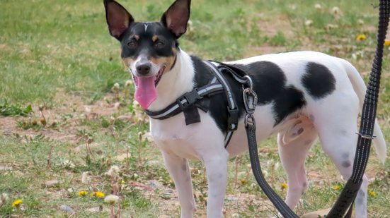 Escolher a coleira certa permite que os pets explorem o ambiente sem desconfortos (Imagem: oasisamuel | Shutterstock)