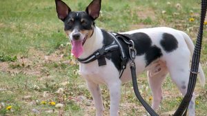 Escolher a coleira certa permite que os pets explorem o ambiente sem desconfortos (Imagem: oasisamuel | Shutterstock)