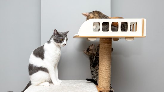 O enriquecimento ambiental é benéfico para a saúde física e mental dos gatos (Imagem: ArtPhoto21 | Shutterstock)