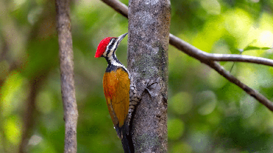 Os pica-paus são reconhecidos pelo hábito de bater o bico contra troncos de árvores, mas também apresentam outras curiosidades interessantes (Imagem: Quang Nguyen Vinh | Shutterstock)