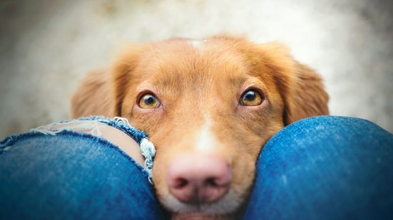 A visão canina é bastante diferente da humana em diversos aspectos (Imagem: Zuzanna Paluch | Shutterstock)