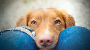 A visão canina é bastante diferente da humana em diversos aspectos (Imagem: Zuzanna Paluch | Shutterstock)