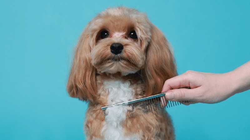 Como tirar nós do pelo do cachorro: veja cuidados para desembaraçar sem causar desconforto ou precisar cortar a pelagem