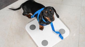 A obesidade prejudica a qualidade de vida dos animais de estimação (Imagem: Masarik | Shutterstock)