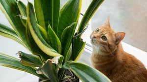 Atenção redobrada na escolha das plantas pode proteger a saúde dos pets em casa (Imagem: alina_stor | Shutterstock)
