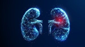 A síndrome nefrótica compromete o processo de filtração do sangue nos rins (Imagem: Butusova Elena | Shutterstock)