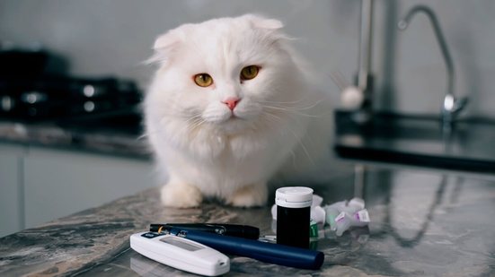O diabetes também pode afetar os animais de estimação (Imagem: VSh PRODUCTION | Shutterstock)