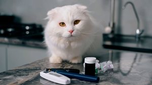 O diabetes também pode afetar os animais de estimação (Imagem: VSh PRODUCTION | Shutterstock)