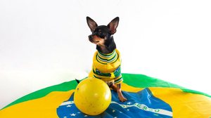 Casos de ansiedade e medo em cães tendem a aumentar durante períodos como a Copa do Mundo (Imagem: Ciceia Almeida | Shutterstock)