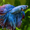Embora seja considerado resistente, o peixe betta precisa de condições adequadas de ambiente, temperatura e alimentação para viver com saúde (Imagem: Artem Stepanov | Shutterstock)