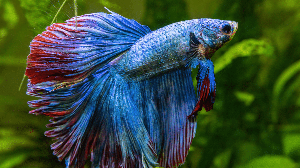 Embora seja considerado resistente, o peixe betta precisa de condições adequadas de ambiente, temperatura e alimentação para viver com saúde (Imagem: Artem Stepanov | Shutterstock)