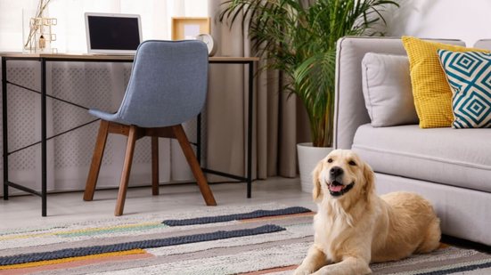 Conforto e segurança caminham juntos em um lar pet friendly (Imagem: New Africa | Shutterstock)