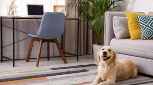Conforto e segurança caminham juntos em um lar pet friendly (Imagem: New Africa | Shutterstock)