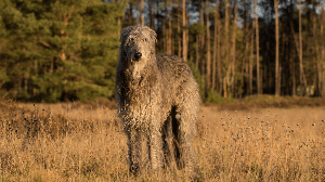 Conhecido por seu passado como cão de caça, o deerhound conquistou espaço como um excelente companheiro para quem procura um cão afetuoso e calmo (Imagem: Antonia Gros | Shutterstock)