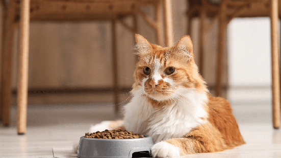 A alimentação e o acompanhamento veterinário fazem parte dos cuidados com gatos diagnosticados com diabetes (Imagem: Pixel-Shot | Shutterstock)