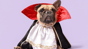 A série “Diários de um Vampiro” é uma ótima fonte de inspiração para nomes de cachorros (Imagem: Pixel-Shot | Shutterstock)