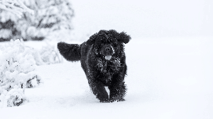 O Canadá está ligado à origem de cães que conquistaram tutores ao redor do mundo (Imagem: rzoze19 | Shutterstock)