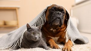 Os pets costumam sentir mais dores nas articulações em dias frios (Imagem: New Africa | Shutterstock)