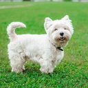 O universo canino reúne inúmeras raças, e algumas de pequeno porte e pelagem branca se destacam pela fofura (Imagem: Marharyta Manukha | Shutterstock)