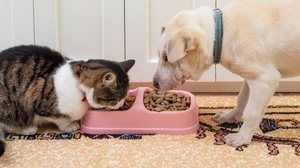 O ambiente no qual o pet vive exerce influência direta sobre seu comportamento alimentar e seu gasto energético (Imagem: puha dorin | Shutterstock)