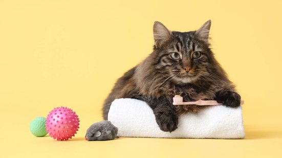 O tártaro pode ser perigoso para a saúde dos pets (Imagem: Pixel-Shot | Shutterstock)