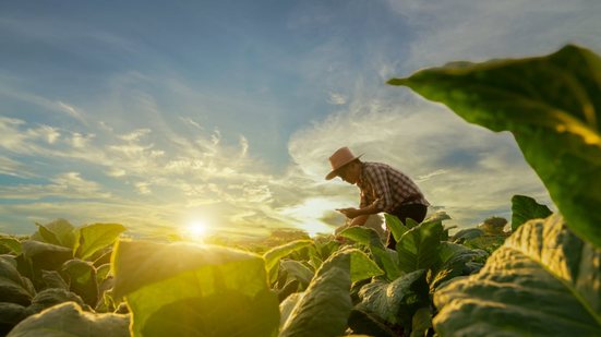A agricultura é caracterizada pelo cultivo de plantas e vegetais (Imagem: Attasit | Shutterstock)