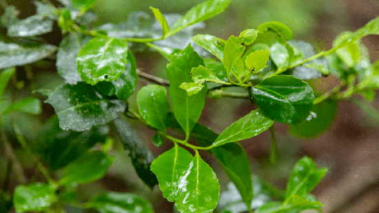A erva-mate beneficia a saúde quando consumida de forma equilibrada (Imagem: Adilson Sochodolak | Shutterstock)