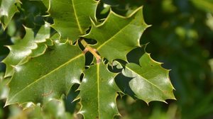 A espinheira-santa se destaca como um poderoso remédio natural para diversas condições de saúde (Imagem: CELINE NAEGELEN | Shutterstock)