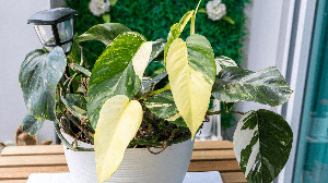 A folha amarelada é um sinal de que a planta está passando por algum tipo de estresse (Imagem: KeongDaGreat | Shutterstock)