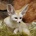 O feneco possui características físicas e comportamentais que o tornam extremamente interessante (Imagem: guideline | Shutterstock)