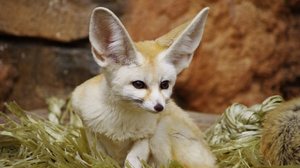 O feneco possui características físicas e comportamentais que o tornam extremamente interessante (Imagem: guideline | Shutterstock)