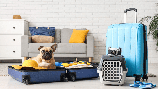 Viajar com segurança faz toda a diferença para o bem-estar do pet (Imagem: Pixel-Shot | Shutterstock)
