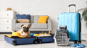 Viajar com segurança faz toda a diferença para o bem-estar do pet (Imagem: Pixel-Shot | Shutterstock)