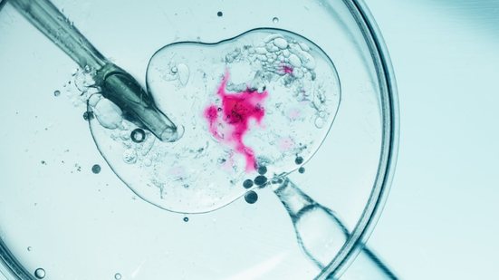 A Fertilização in Vitro ainda é cercada por dúvidas e expectativas irreais (Imagem: Rohane Hamilton | Shutterstock)