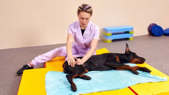 Com o avanço da medicina animal, a fisioterapia veterinária tem ganhado espaço no tratamento de patologias que comprometem mobilidade e conforto (Imagem: Gerain0812 | Shutterstock)