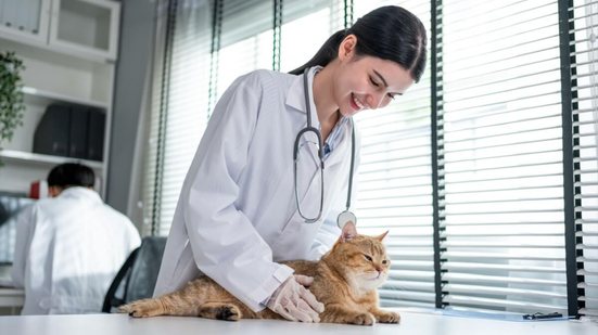 FIV e FELV são doenças comuns entre os gatos, mas exigem atenção (Imagem: Hananeko_Studio | Shutterstock)