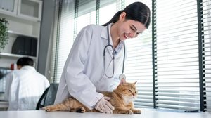 FIV e FELV são doenças comuns entre os gatos, mas exigem atenção (Imagem: Hananeko_Studio | Shutterstock)