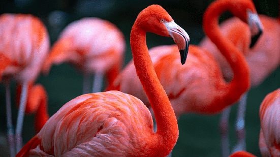 Com pernas alongadas e plumagem marcante, os flamingos apresentam características e hábitos curiosos que vão muito além da aparência (Imagem: Volodymyr TVERDOKHLIB | Shutterstock)